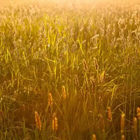 A golden farm field, showing an agricultural setting where C-Block skid steer tracks protect soil and deliver dependable traction.